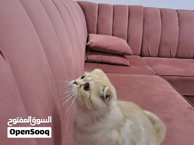 بسة لطيفة ذكر مع اغراضه