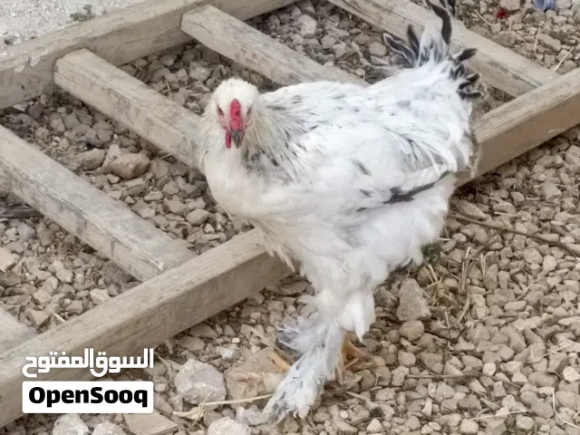 دجاجه براهما 6 شهور للبيع حبه مرتبه