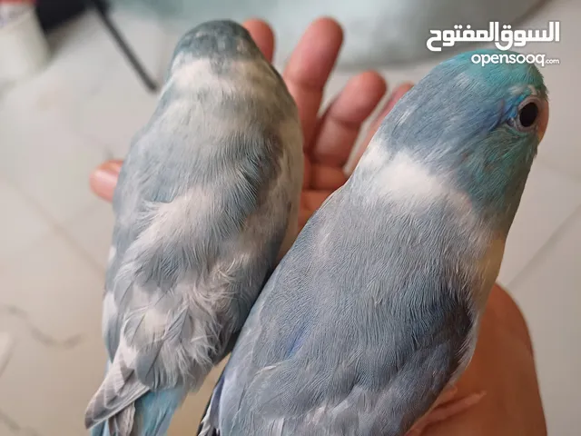 فروخ باروتلت parotlet checks