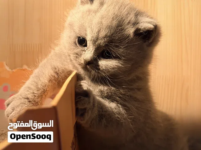 British shorthair Jumbo