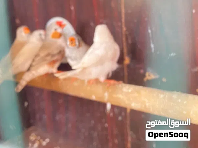 متاح كوبيه زيبرا ازبيل تحته 3 فروخ كيف امصفيت حاجه ربي يبارك