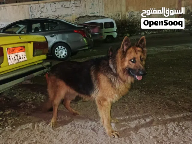 جيرمن شيبرد خشب عريض شعره طويله وش أسود كسحه دم حامي ماشاء الله