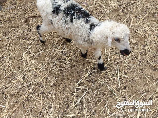 كبش محلي حج للبيع عمره 3 شهور