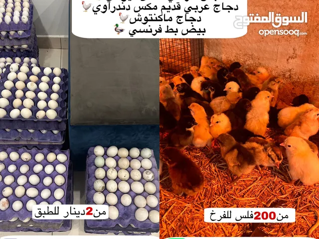 بيض دجاج و بط للإنتاج