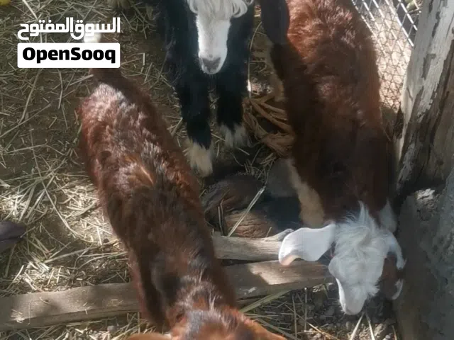 للبيع شاه مع أولادها ثنيه مع تيس اسود