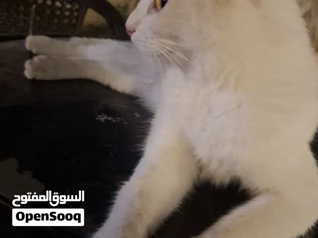 قط للبيع انثا شيرازي