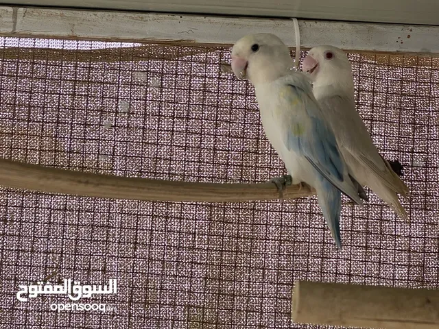 زووج رووز مستوى طيب وجاهز للانتاج