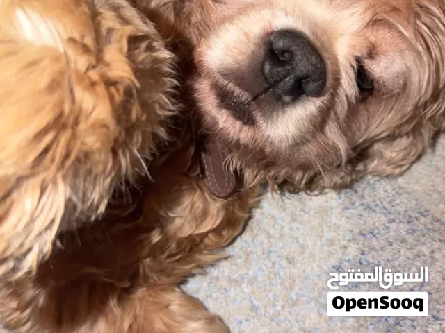 كلب كوكر سبانيل مطعم كل التطعيمات