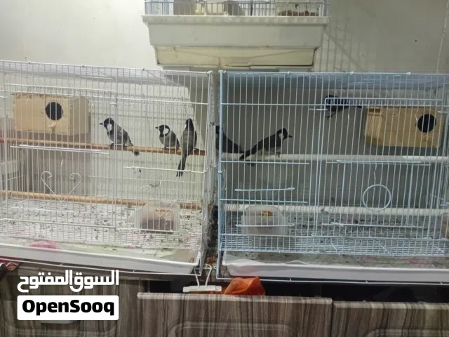 البيع بلابل وحشي العدد سبع صح وحجام طيب