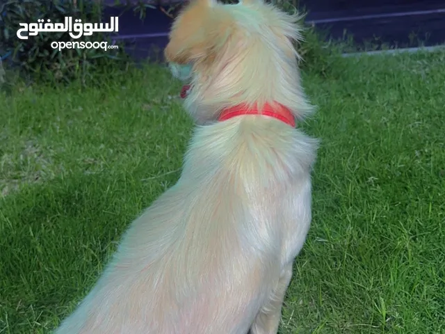 للبيع اناثي ثنتين لعوبات وهاديات ونضاف