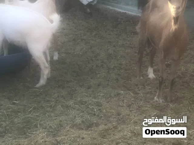 معز قزمى (كردي) عنز مع اثنين جديان تحتها عمرهن 6 اشهر