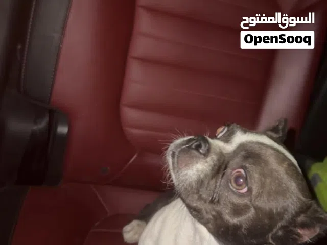 شيواوا بنت عمرها 10 شهور