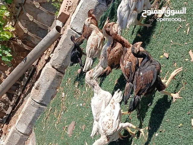 متاح 13 صوص باكستاني عمر اربع شهور تقريبا