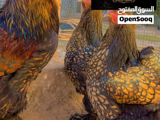 متوفر كتكوت براهما سبرايت احمر درجه اولى