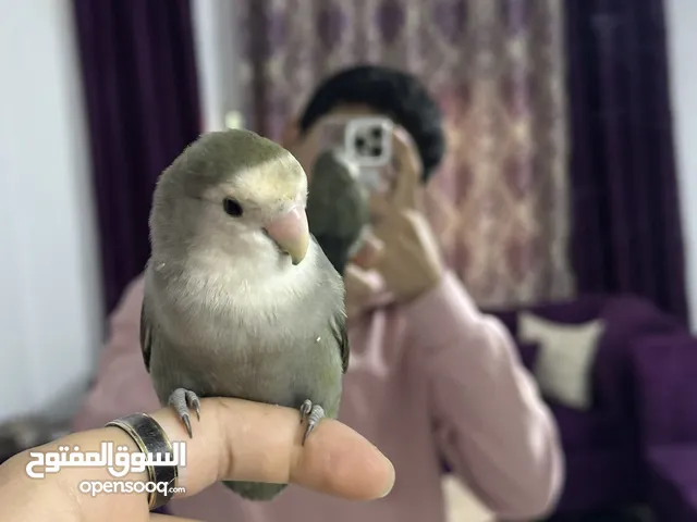 ببغاء كوكتيل