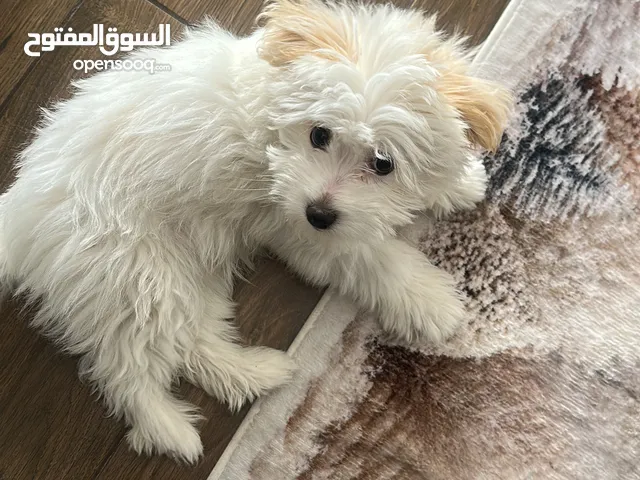 كلب صغير مالتيز عمر 4 شهور ونص للبيع في الرابية