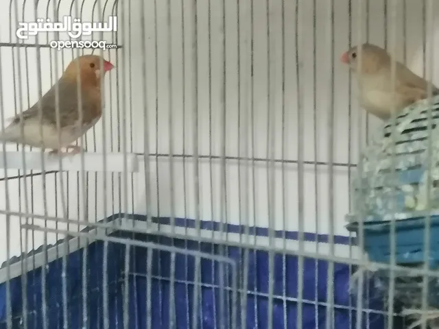 جنه ولارنج