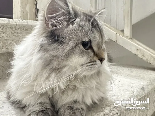 قط ذكر نوع هيمالايا ( للتبني )