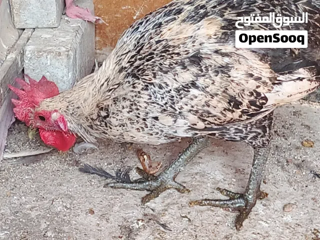 سلام عليكم متاح ديج العدد 2  صحه ونضافه     وبيهن مجال
