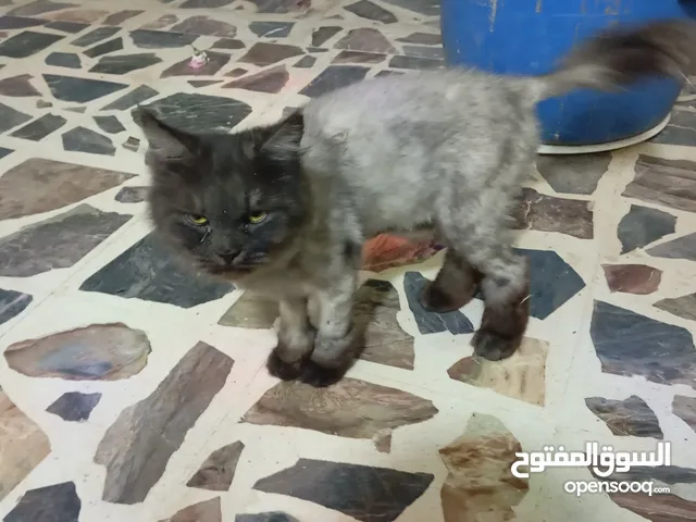 قطه هيمالايا اليفه الموقع عجلون كفرنجه الشراء يرن