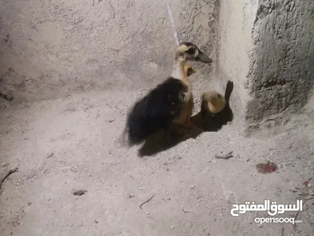 اعلان الحيوانات بط للبيع