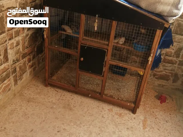 للبيع المطير مع جوزين عصافير جنه
