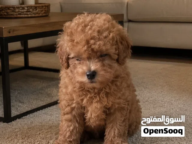 toy poodle