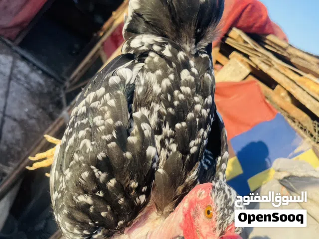 بيض دجاج عرب ابو ركيبه الوان حلوه