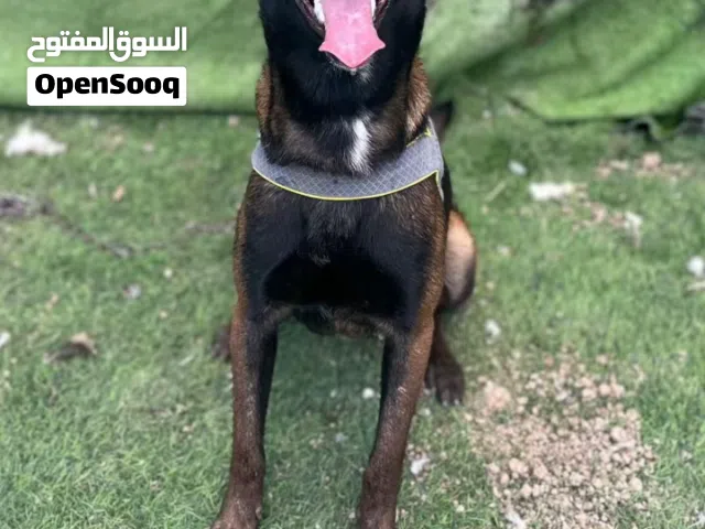 البصره كلب مارينو للبيع