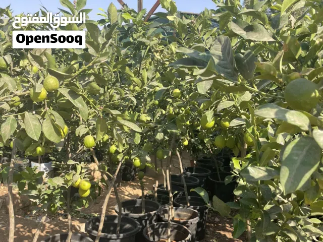 مشاتل الأندلس