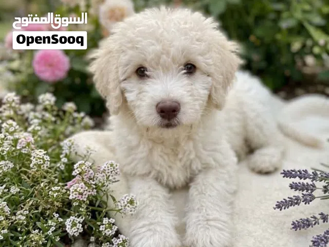 كلب مكس مالتيز وبودل