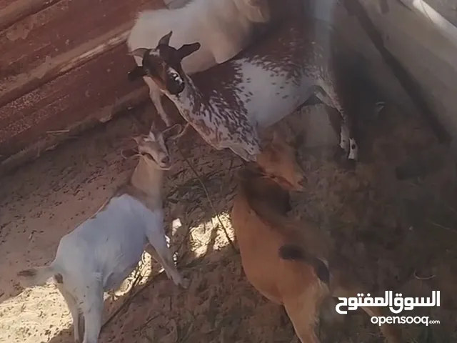 معيز كردي. 4 طرف