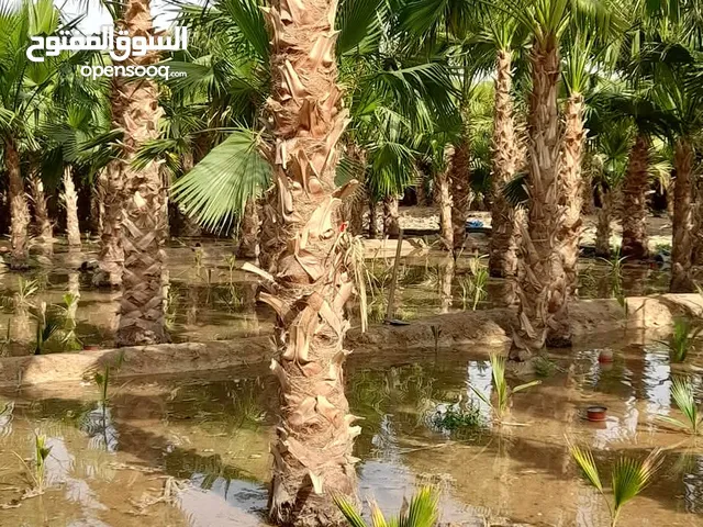 نخيل واشنطني للبيع