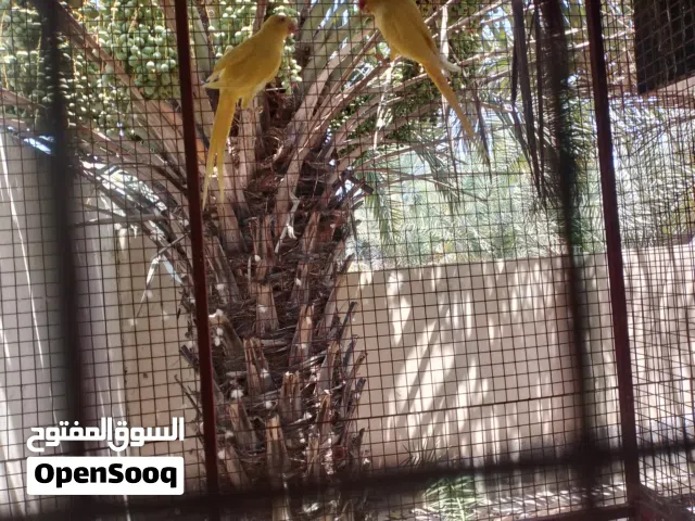 ماشاء الله مجموعة دره تتكون من 16طير زوج اصفر وكنيور 5حبات والباقي ملونات وغلبهن ازواج منتجه