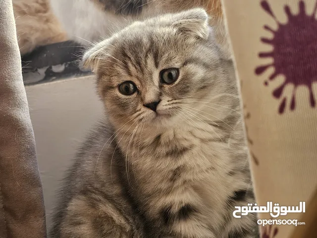 قطط سكوتش فولد مستورده ذكر لون مميز