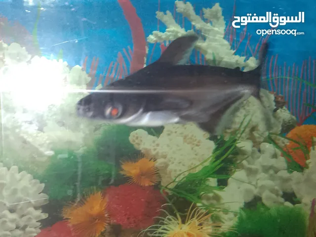 2shark 25cm