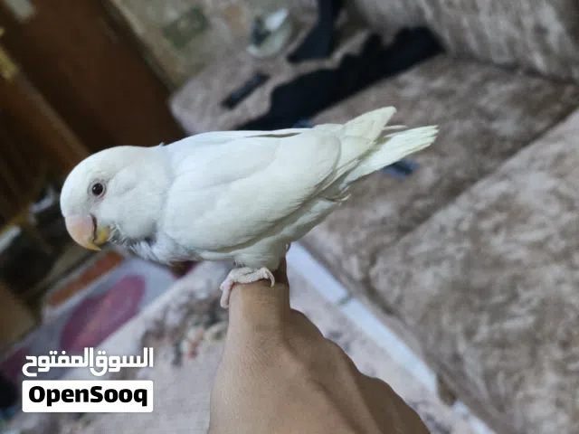 غندورا البينو عيون حمر اليفه طينه مفطومه