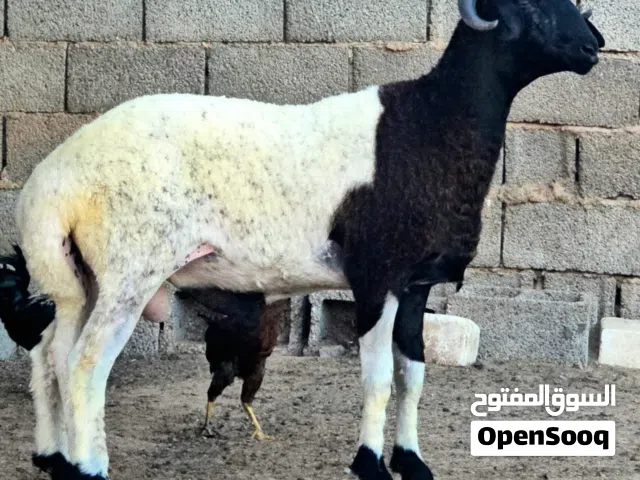 حولي منبت فحل لا قوة إلا بالله