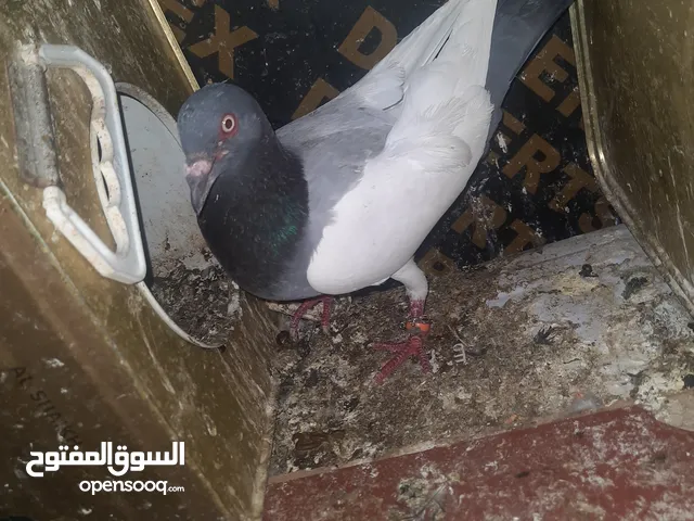 ثلاث جواز حمام البيع