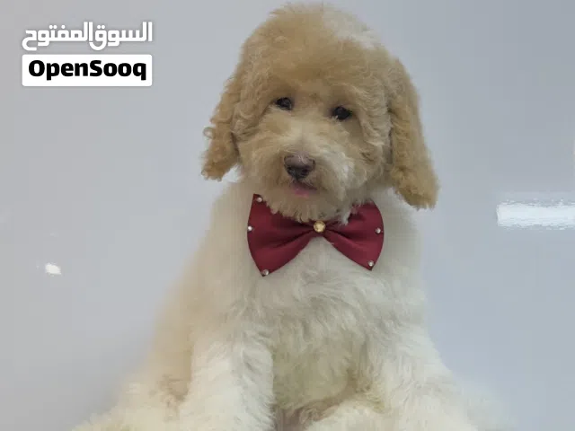 Poodle dog