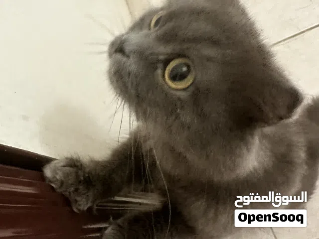 للتبني لدواعي السفر