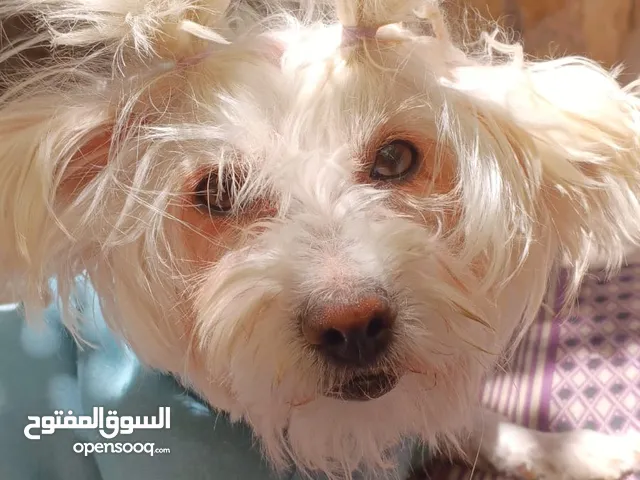 انثى مالتيز حجم ميني اكس سموا للبيع عمر سنتين
