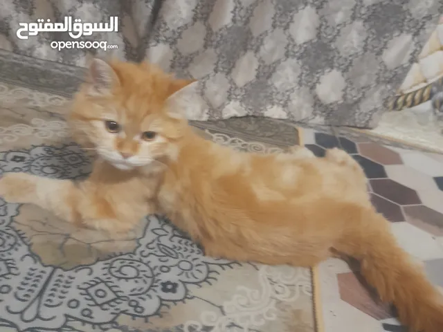 سلام عليكم بزونه زينه نضيف لبيع