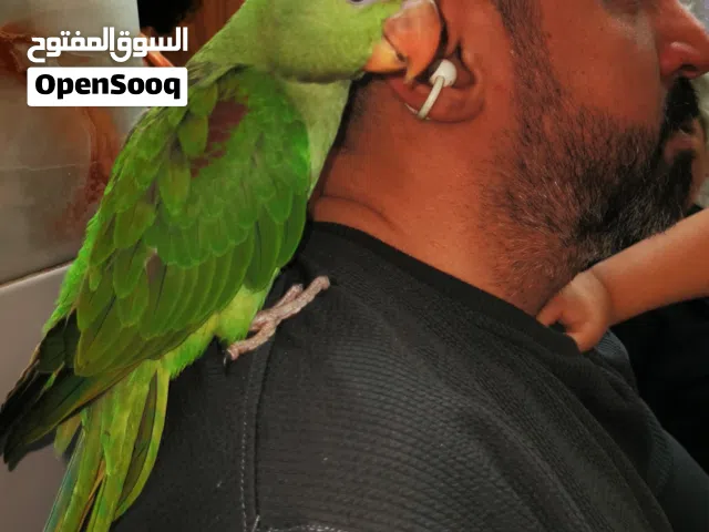 ببغاء نيبالي الكساندرين الامريكي الضخم