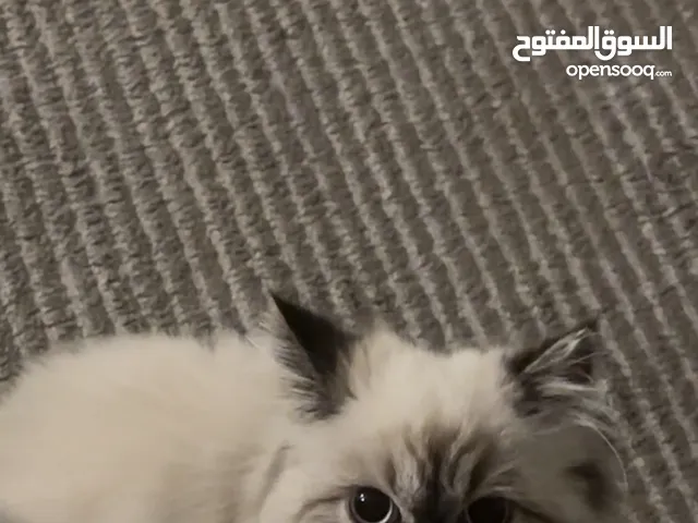 قطه شيرازي مطعمه وسليمه عمر 4 شهور
