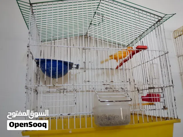 كناري بجنن مشالله صوت نار