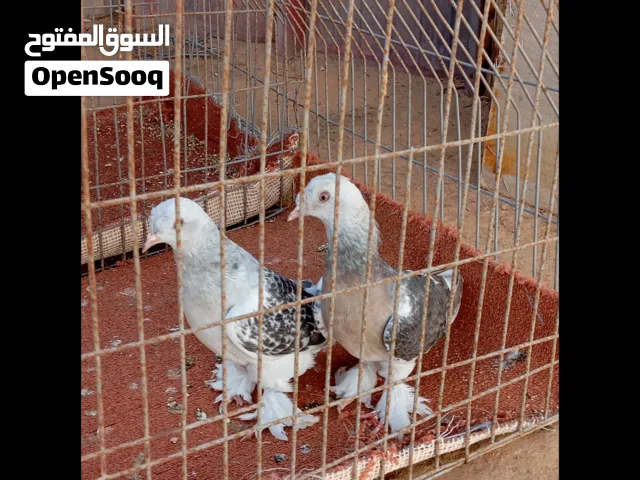 كوبيا تاكله جمه للبيع