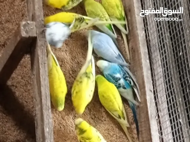 طيور حب امايات