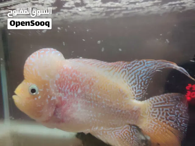 فلاور هورن جولدن بيس