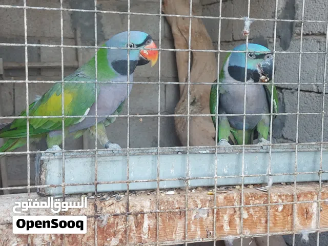 كوبيا ببغاء دربيان